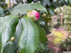 Camellia japonica Nukkio's Jewel